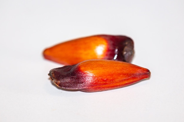 Owoce orzeszków piniowych sosny Parana Auraucaria angustifolia Pinhao