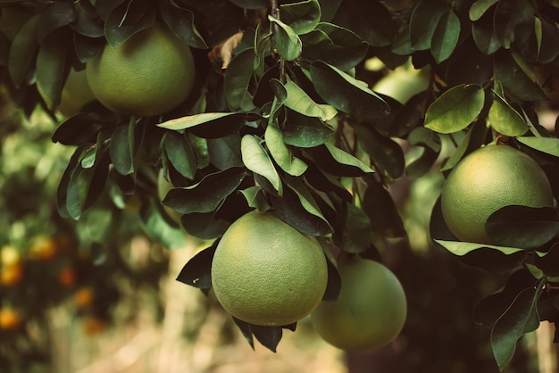 Owoce pomelo w ogrodzie