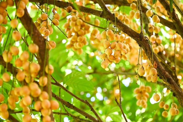 Owoce Rambeh wiszą na drzewie Rambeh Owoce tropikalne w Tajlandii Świeże dojrzałe Rambi latem