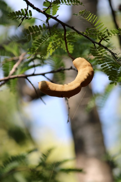 Owoce Tamaryndowca Wiszą Na Drzewie