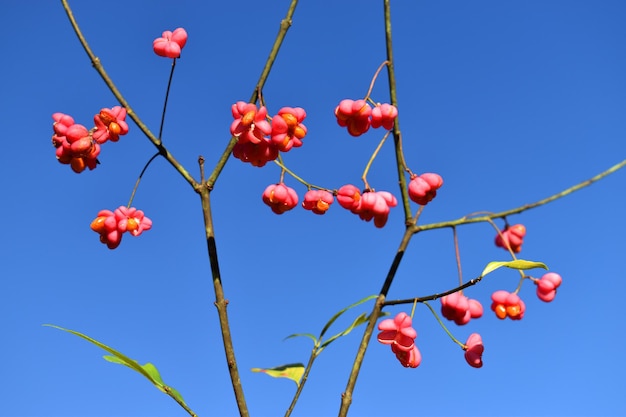 Owoce trzmieliny europejskiej (Euonymus europaeus) jesienią