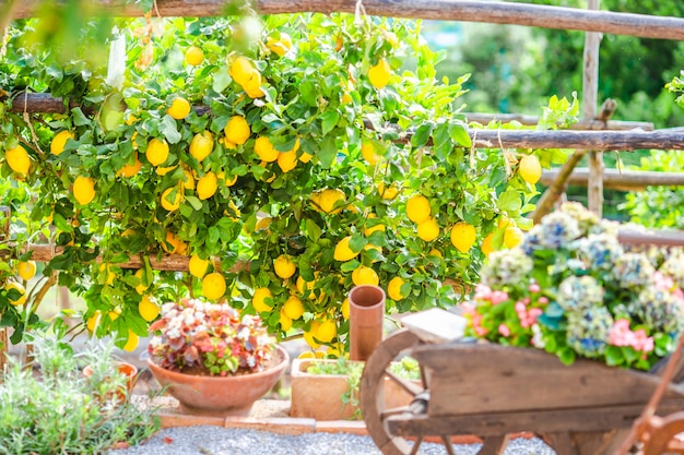 Owoce w ogrodzie cytrynowym wybrzeża Amalfi w letni dzień