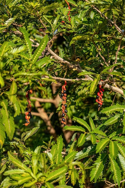 Owoce z drzewa Cojoba