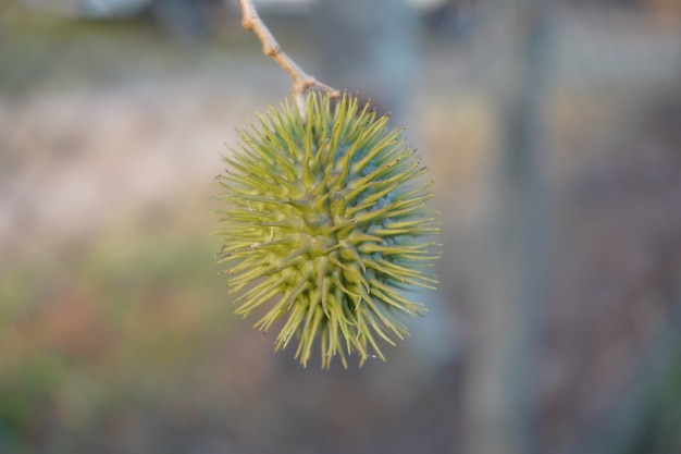 Owoce Z Dużymi Cienkimi Kolcami Na Zewnętrznej Rambutanie