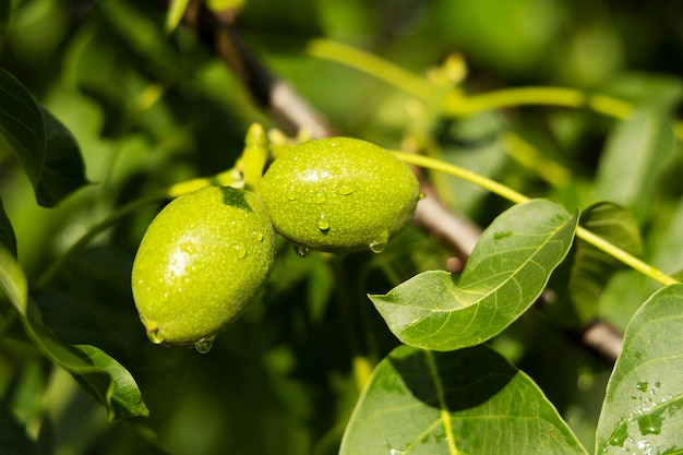 Owoce zielonego orzecha włoskiego na drzewie