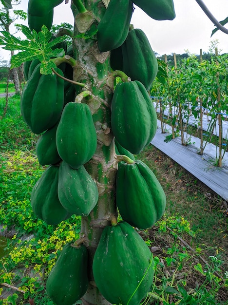 Owoce zielonej papai na drzewie