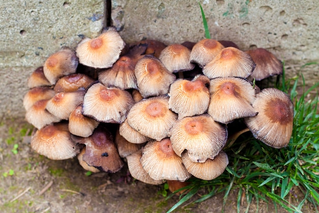 Owocowi ciała Błyszczący Inkcap Pieczarkowy zbliżenie (Coprinellus micaceus)