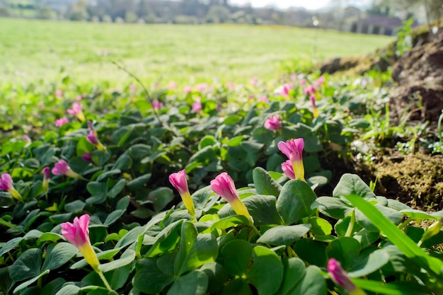 Oxalis purpurea kwitnie z zieloną łąką w tle