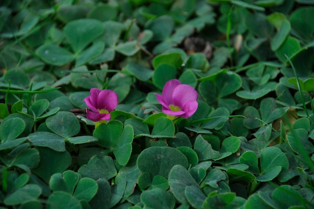 Oxalis Purpurea Na Trawniku W Porto