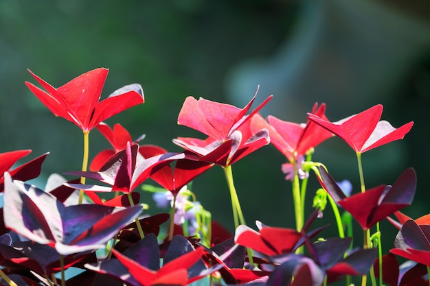 Oxalis triangularis