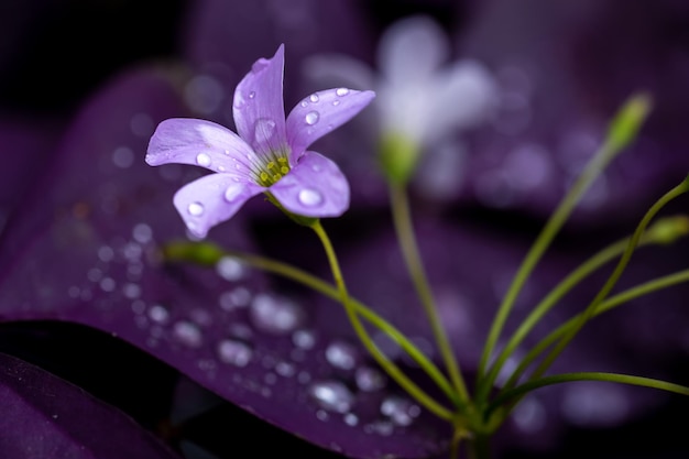 Oxalis triangularis