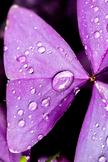 Oxalis triangularis