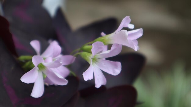 Oxalis Wood Sorrel, Purple Oxalis Flower, Shamrock Clover fioletowe kwiaty, Oxalis triangularis.