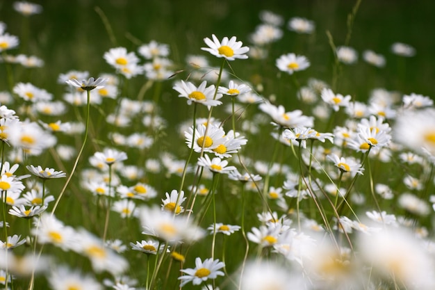 Oxeye stokrotki rosnące w ogrodzie