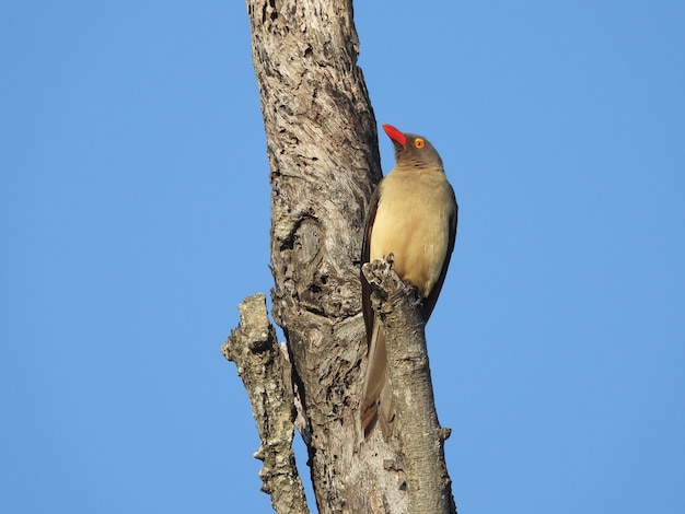 Oxpecker na gałęzi drzewa