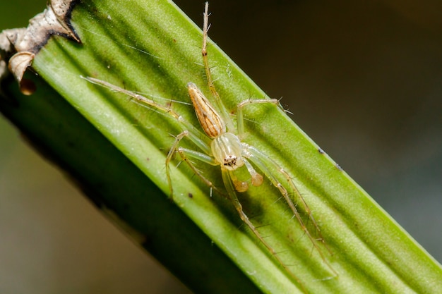 Oxyopes javanus Throll on the leaves może skakać, aby złapać zdobycz.