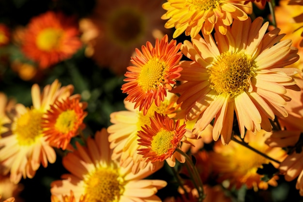 Ozdobne chryzantemy odmiany ogrodowej kwitnie w ogrodzie w słoneczny jesienny dzień