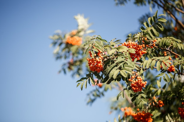 Ozdobne drzewo z pomarańczowymi jagodami jarzębiny w ogrodzie w słońcu