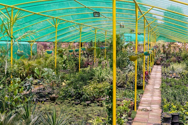 Ozdobne rośliny doniczkowe różnych odmian w szkółce roślin w Pakistanie