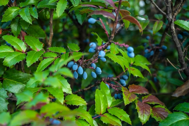 Ozdobny krzew z niebieskimi jagodami. Mahonia aquifolium, dereń, berberys. Berberys Thunberg