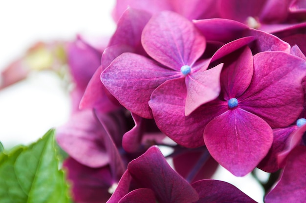 Ozdobny kwiat Hortensja w kolorze bordowym