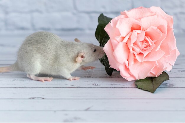 Ozdobny śliczny szary szczur siedzi obok kwiatu róży. Na tle białej cegły ściany. Zbliżenie gryzonia.