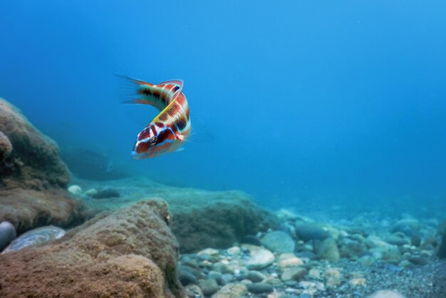 Ozdobny wargacz (Thalassoma Pavo) Kolorowa ryba pod wodą