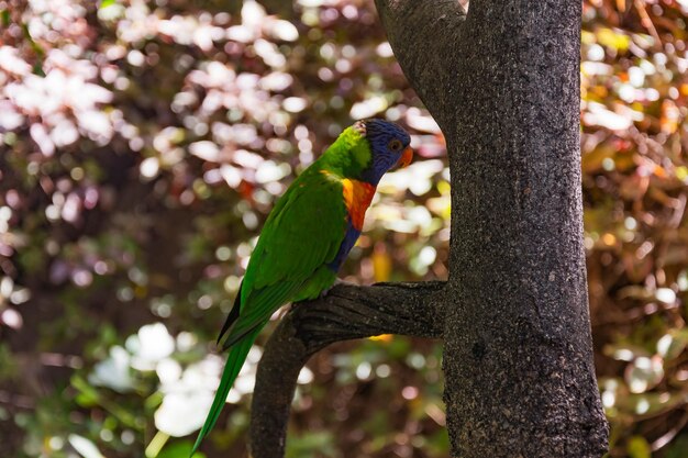 Ozherelovy papuga z zielonym kolorem siedzi na gałęzi drzewa