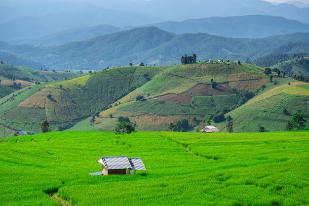 Pa Bong Piang Rice Tarasy w Mae Chaem, Chiang Mai, Tajlandia.