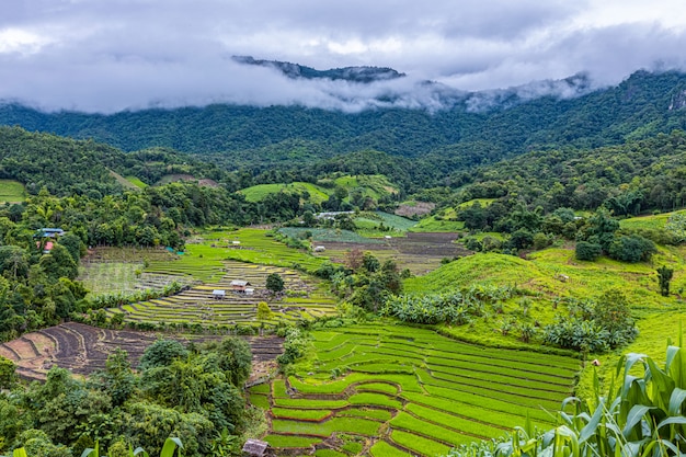 Pa Bong Piang Rice Tarasy W Porze Deszczowej, Chaingmai, Tajlandia