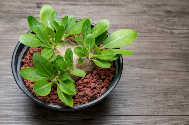 Pachypodium brevicaule tło. Ta roślina pochodzi z Madagaskaru.