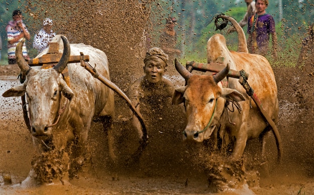 Pacu Jawi Festival (tradycyjny wyścig byków) w Tanah Datar Regency, West Sumatra, Indonezja