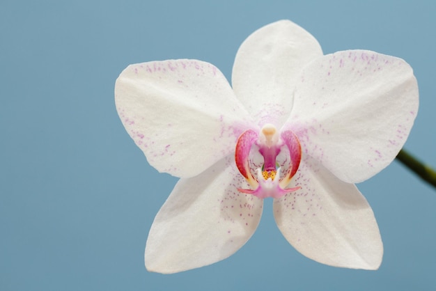 Pączek biały kwiat orchidei na niebieskim tle.