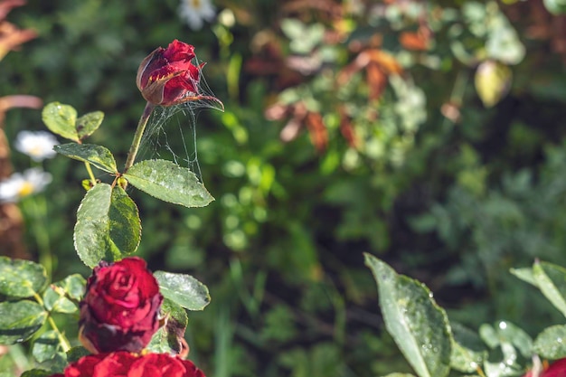 Pączek czerwonej róży w pajęczynie na tle zielonych liści i róż w ogrodzie