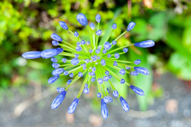 Pączek kwiatowy Agapanthus africanus lub konwalii nilowej i lilii afrykańskiej