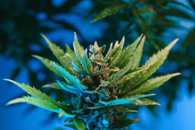 Pączek kwiatowy konopi Satival w szklarni kwiat pąka marihuany tło ziołolecznictwo