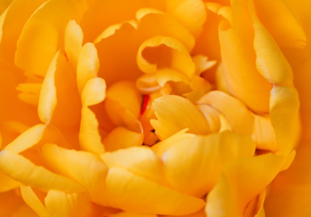 Pączek kwiatowy z żółtymi płatkami piwonii zbliżenie selektywne skupienie