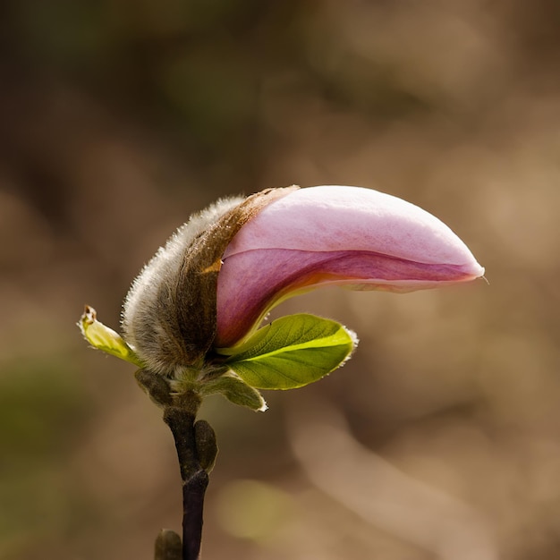 Pączek kwiatu magnolii na wiosnę retro vintage hipster image