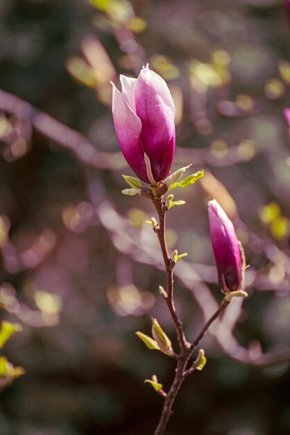 Pączek Kwiatu Magnolii