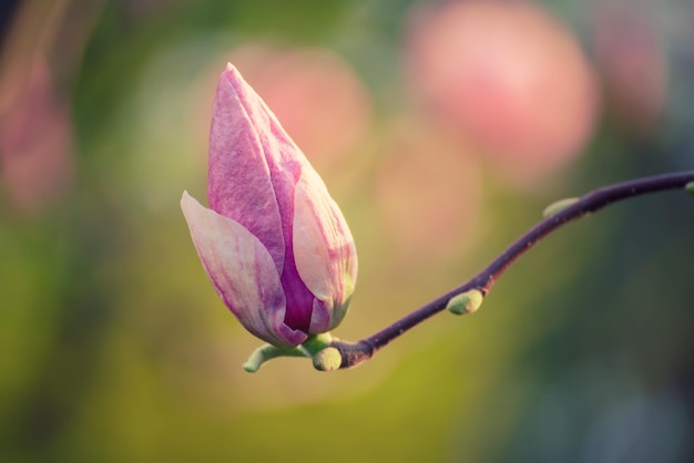 Pączek kwiatu magnolii