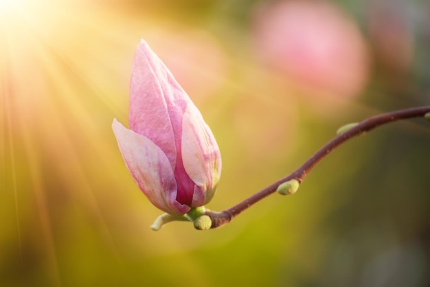 Pączek kwiatu magnolii