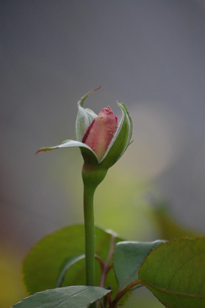 Pączek Małych Kwiatów Róży W Wiosennym Ogrodzie