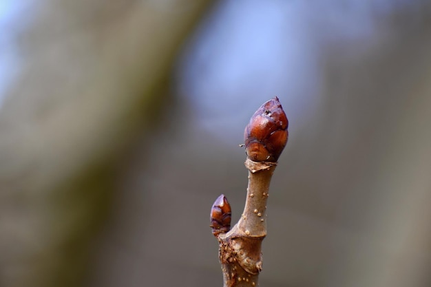 Pączek na drzewie Wiosna w naturze