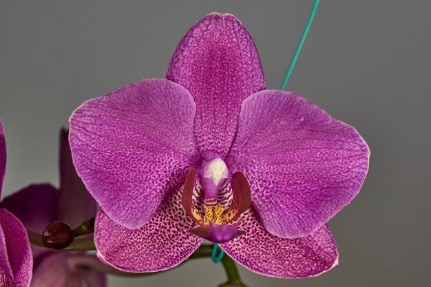 Pączek orchidei rozkwitł i zamienił się w piękny kwiat