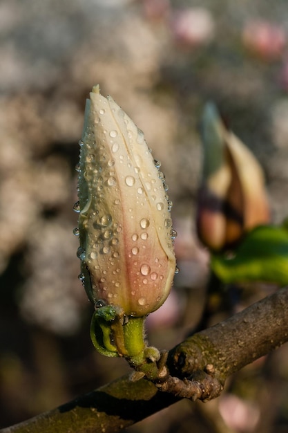 Pączek pięknej wiosennej magnolii