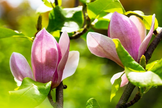 Pączek Różowej Magnolia Soulangeana Na Gałęzi Z Liśćmi Na Rozmytym Zielonym Tle Selektywne Focus