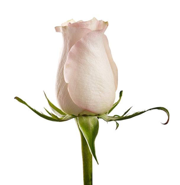 Pączek róży na białym tle