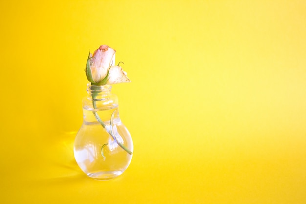 Pączek róży w szklanym wazonie z wodą