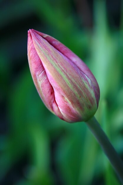 Pączek tulipana