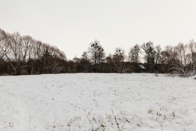 Zdjęcie padający biały śnieg po śniegu i drzewa bez liści zimą